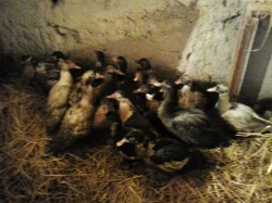 Pižmovka domácí (Kachna pižmová)